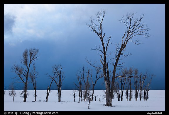 Bare Cottonwoods and dark sky in winter. Grand Teton National Park, Wyoming, USA.