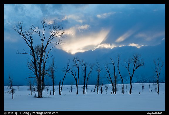 Cottonwoods and clouds at sunset. Grand Teton National Park, Wyoming, USA.