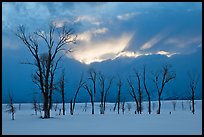 Cottonwoods and clouds at sunset. Grand Teton National Park ( color)