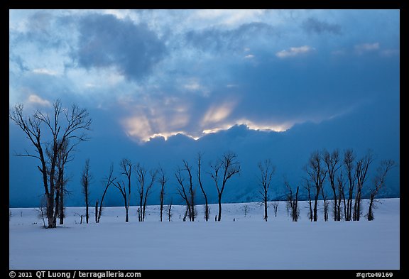 Winter sunset with snow and cottonwoods. Grand Teton National Park, Wyoming, USA.