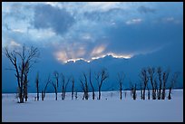 Winter sunset with snow and cottonwoods. Grand Teton National Park, Wyoming, USA.