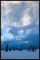 Sunset sky, stark trees in winter. Grand Teton National Park ( color)