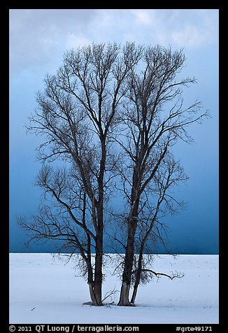 Bare cottonwood trees, snow and sky. Grand Teton National Park, Wyoming, USA.