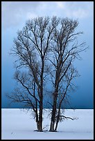 Bare cottonwood trees, snow and sky. Grand Teton National Park, Wyoming, USA. (color)