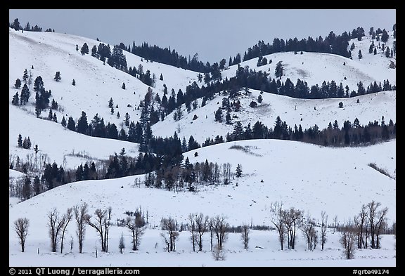 Hills and trees, Blacktail Butte in winter. Grand Teton National Park, Wyoming, USA.