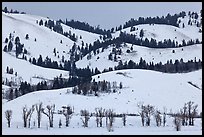 Hills and trees, Blacktail Butte in winter. Grand Teton National Park ( color)