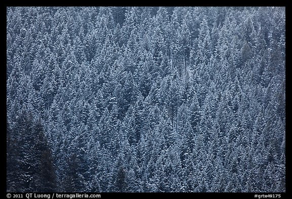 Hillside with frozen conifers. Grand Teton National Park, Wyoming, USA.