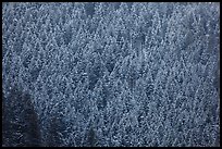 Hillside with frozen conifers. Grand Teton National Park, Wyoming, USA.