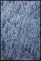 Dense snowy conifer forest. Grand Teton National Park, Wyoming, USA.