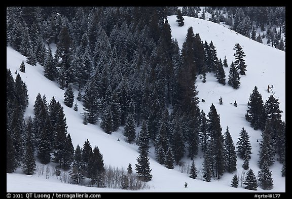 Conifers on hillside in winter. Grand Teton National Park (color)