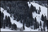 Conifers on hillside in winter. Grand Teton National Park, Wyoming, USA.