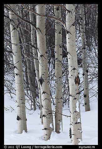 Aspen trunks in winter. Grand Teton National Park, Wyoming, USA.