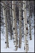 Aspen trunks in winter. Grand Teton National Park, Wyoming, USA. (color)