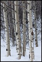 Aspen trunks in winter. Grand Teton National Park, Wyoming, USA.