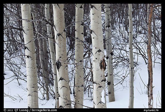 Trunks of aspen trees in winter. Grand Teton National Park (color)