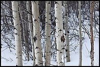 Trunks of aspen trees in winter. Grand Teton National Park, Wyoming, USA. (color)