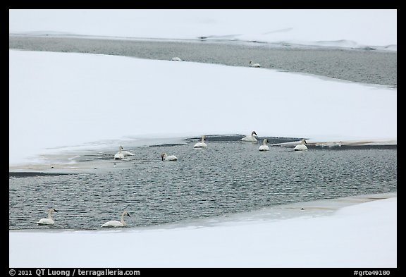 Trumpeters swans in winter. Grand Teton National Park, Wyoming, USA.