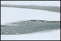 Trumpeters swans in winter. Grand Teton National Park ( color)