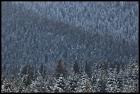 Snowy forest on mountainside. Grand Teton National Park ( color)