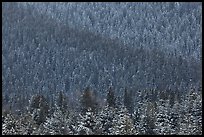 Snowy forest on mountainside. Grand Teton National Park, Wyoming, USA.