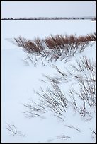 Winter landscape with shrubs and frozen Jackson Lake. Grand Teton National Park, Wyoming, USA. (color)