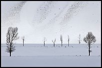 Bare trees and butte in winter. Grand Teton National Park ( color)