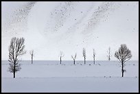 Bare trees and butte in winter. Grand Teton National Park, Wyoming, USA.