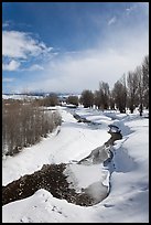 Stream and cottonwoods in winter. Grand Teton National Park, Wyoming, USA. (color)