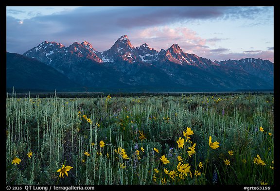 Wildflowers and Tetons at sunrise, Antelope Flats. Grand Teton National Park (color)