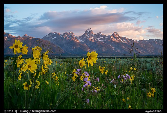 Arrowleaf Balsam Root and Tetons at sunrise from Antelope Flats. Grand Teton National Park (color)