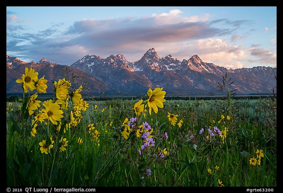 Arrowleaf Balsam Root and Tetons at sunrise from Antelope Flats. Grand Teton National Park, Wyoming, USA.