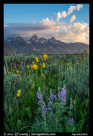 Lupine, Arrowleaf Balsam Root, and Tetons from Antelope Flats. Grand Teton National Park (color)