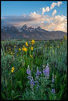 Lupine, Arrowleaf Balsam Root, and Tetons from Antelope Flats. Grand Teton National Park ( color)