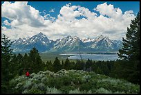 Visitor looking, Signal Mountain. Grand Teton National Park ( color)