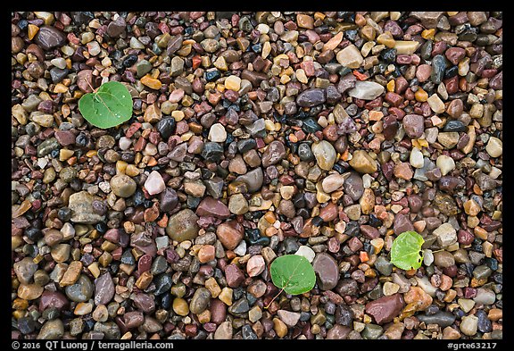 Close-up of colorful pebbles and fallen aspen leaves, Jackson Lake. Grand Teton National Park (color)