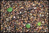 Close-up of colorful pebbles and fallen aspen leaves, Jackson Lake. Grand Teton National Park, Wyoming, USA.