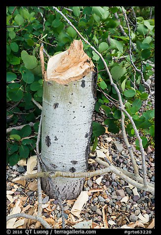 Stump of aspen downed by beavers. Grand Teton National Park (color)