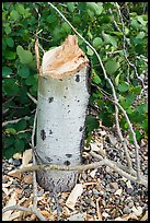 Stump of aspen downed by beavers. Grand Teton National Park ( color)