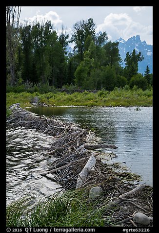 Beaver Dam near Schwabacher Landing. Grand Teton National Park (color)