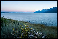 Wildflowers and Teton range from Jackson Lake, dusk. Grand Teton National Park ( color)