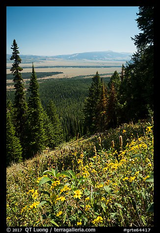 Wildflowers and valley from Garnet Canyon Trail. Grand Teton National Park (color)