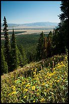 Wildflowers and valley from Garnet Canyon Trail. Grand Teton National Park ( color)