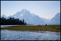 Geese and Mt Moran, Colter Bay. Grand Teton National Park ( color)