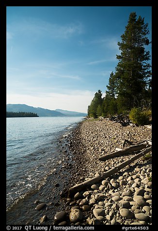 Driftwood on beach, Colter Bay. Grand Teton National Park (color)