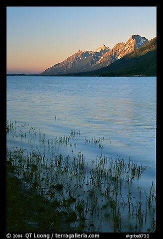 Teton range and Jackson Lake seen from Lizard Creek, sunrise. Grand Teton National Park, Wyoming, USA.