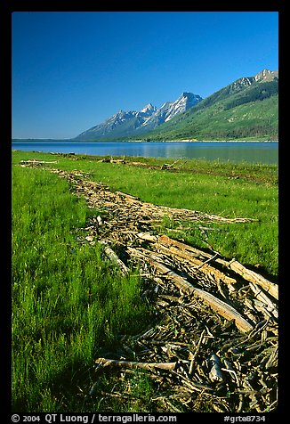 Debris marking high water limit for Jackson Lake, morning. Grand Teton National Park, Wyoming, USA.