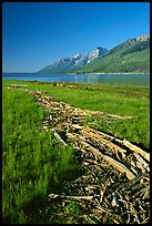 Debris marking high water limit for Jackson Lake, morning. Grand Teton National Park, Wyoming, USA.