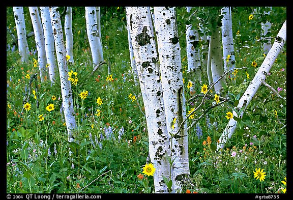 Sunflowers, lupines and aspens. Grand Teton National Park (color)