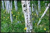 Sunflowers, lupines and aspens. Grand Teton National Park ( color)