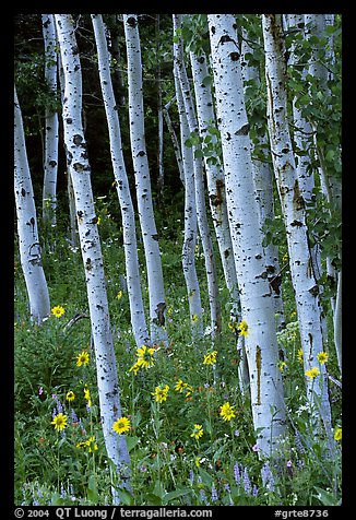 Sunflowers, lupines and aspen forest. Grand Teton National Park, Wyoming, USA.